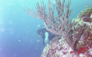 Diver behind Coral Head Pic.